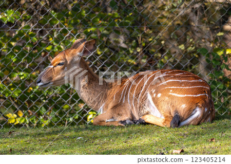 Nyala Antelope - Tragelaphus angasii. Wild life animal. Nyala Antelope - Tragelaphus angasii. Wild life animal. 123405214