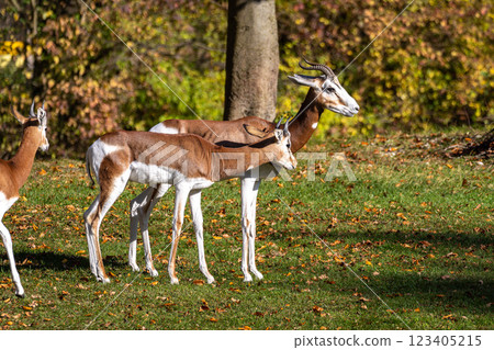 Dama gazelle, Gazella dama mhorr or mhorr gazelle is a species of gazelle 123405215