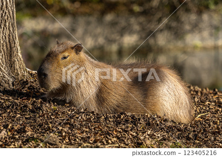 Capybara, Hydrochoerus hydrochaeris grazing on fresh green grass Capybara, Hydrochoerus hydrochaeris grazing on fresh green grass 123405216