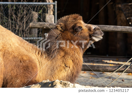 Bactrian camel, Camelus bactrianus in a german park Bactrian camel, Camelus bactrianus in a german park 123405217