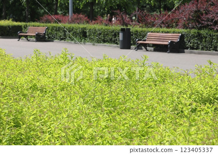 summer park. shady alleys, park of culture and rest, summer park. shady alleys, park of culture and rest, 123405337