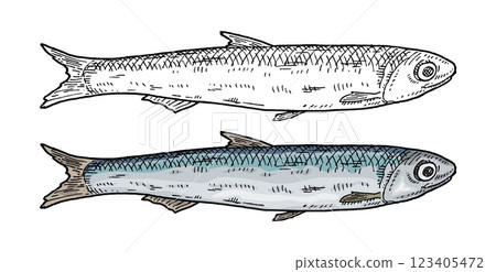 Whole fresh fish anchovy on white background. Vintage vector engraving 123405472