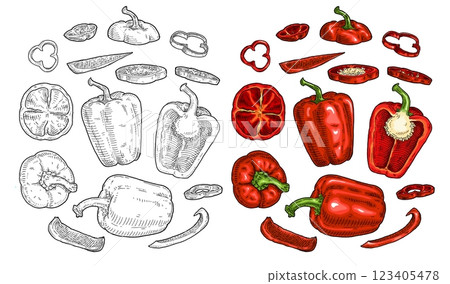 Sweet bell pepper different slices. Vintage engraving black illustration. 123405478