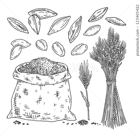 Grains of barley skinned and with peel. Vintage monochrome engraving 123405482