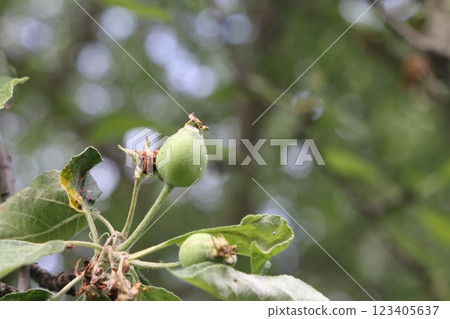 Ovary fruit apple. Young apples on the tree begin to ripen image. Ovary fruit apple. Young apples on the tree begin to ripen image. 123405637