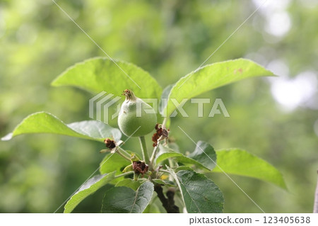 Ovary fruit apple. Young apples on the tree begin to ripen image. Ovary fruit apple. Young apples on the tree begin to ripen image. 123405638