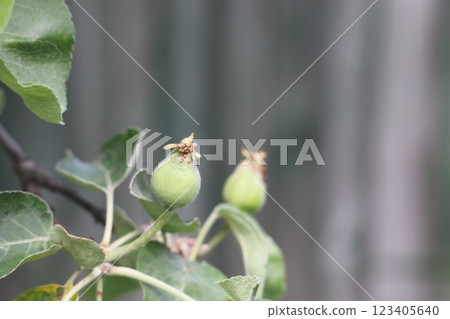 Ovary fruit apple. Young apples on the tree begin to ripen image. Ovary fruit apple. Young apples on the tree begin to ripen image. 123405640