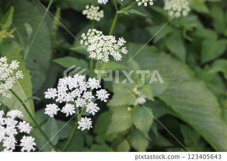 Snotweed flower growing in a summer meadow, white umbellate flowers, openwork floral background. 123405643
