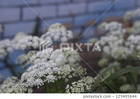 Snotweed flower growing in a summer meadow, white umbellate flowers, openwork floral background. 123405644