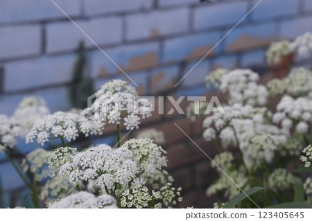 Snotweed flower growing in a summer meadow, white umbellate flowers, openwork floral background. Snotweed flower growing in a summer meadow, white umbellate flowers, openwork floral background. 123405645