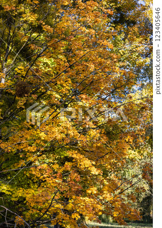 The video captures vibrant autumn foliage with shades of orange, yellow, and green. Tall trees with white bark add contrast against the clear blue sky. A peaceful seasonal scene. 123405646