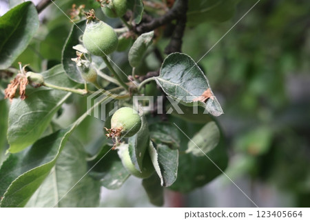 Ovary fruit apple. Young apples on the tree begin to ripen image. Ovary fruit apple. Young apples on the tree begin to ripen image. 123405664