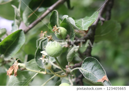Ovary fruit apple. Young apples on the tree begin to ripen image. Ovary fruit apple. Young apples on the tree begin to ripen image. 123405665