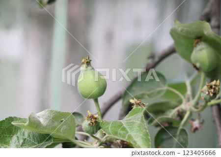 Ovary fruit apple. Young apples on the tree begin to ripen image. Ovary fruit apple. Young apples on the tree begin to ripen image. 123405666