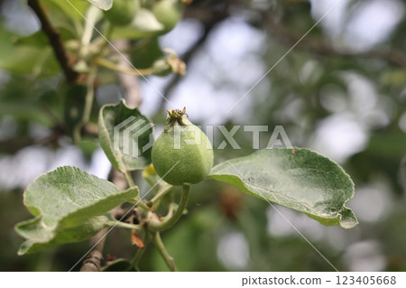 Ovary fruit apple. Young apples on the tree begin to ripen image. Ovary fruit apple. Young apples on the tree begin to ripen image. 123405668