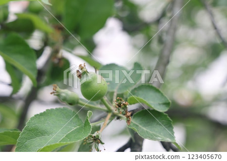 Ovary fruit apple. Young apples on the tree begin to ripen image. Ovary fruit apple. Young apples on the tree begin to ripen image. 123405670