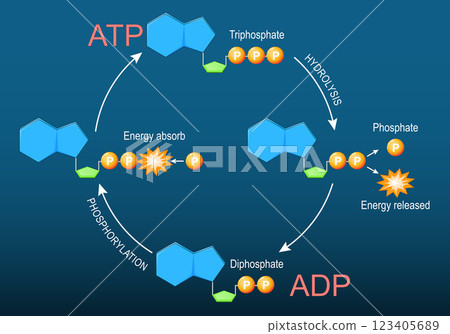 Lytic cycle. Bacteriophage and Bacteria 123405689