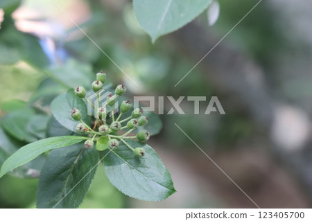 Green chokeberry berries and green leaves on a branch in the garden. Closeup photo. Green chokeberry berries and green leaves on a branch in the garden. Closeup photo. 123405700