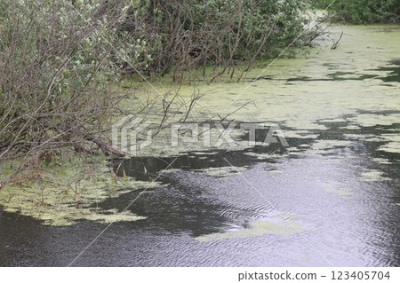 the banks of a small river are overgrown with grass and bushes. the banks of a small river are overgrown with grass and bushes. 123405704