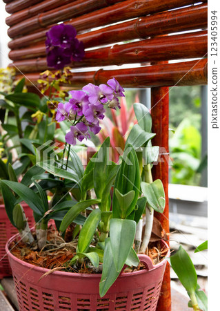 Beautiful magenta orchids grow in baskets with rich green foliage in a tropical setting. 123405994