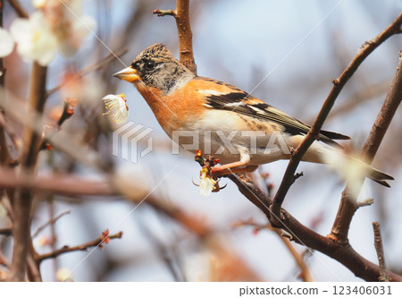 A male finch dropping plum blossoms 123406031