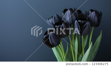 Close up of beautiful bouquet of black tulips on simple colored background. 123406275