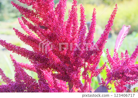 Cottage garden. Amaranthus caudatus of purple color. Growing plant protein in rural garden. Farming. 123406717