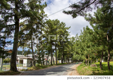Oil pine trees 123407458
