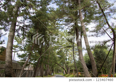 Oil pine trees 123407460