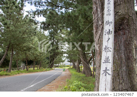 Oil pine trees 123407467