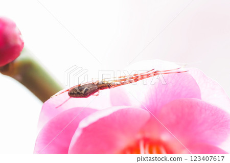 A type of long-legged spider on a plum blossom (Tōbai) A type of long-legged spider on a plum blossom (Tōbai) 123407617