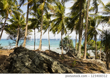 Natural landscape of palm trees, next to the sea, on a beach on the island of Pulau Weh, Sumatra, Indonesia 123408312