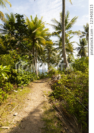 A path crosses a landscape of tropical palm trees, on the island of Pulau Weh, Sumatra, Indonesia A path crosses a landscape of tropical palm trees, on the island of Pulau Weh, Sumatra, Indonesia 123408315
