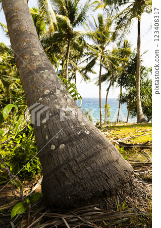 Inclined palm tree, covered with lichens, near the coast, on the island of Pulau Weh, Sumatra, Indonesia 123408317