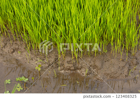 Green rice fields, still sprouts, a cereal cultivation in wet soil, East Java, Indonesia, Southeast Asia 123408325
