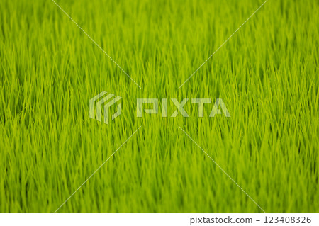 Green rice fields, still sprouts, a cereal cultivation in wet soil, East Java, Indonesia, Southeast Asia 123408326