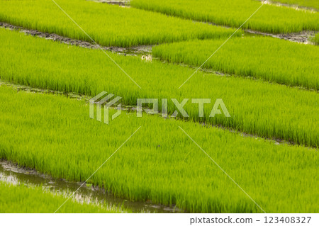 Green rice fields, still sprouts, a cereal cultivation in wet soil, East Java, Indonesia, Southeast Asia 123408327