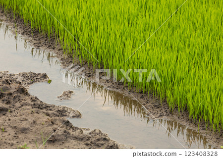 Green rice fields, still sprouts, a cereal cultivation in wet soil, East Java, Indonesia, Southeast Asia 123408328