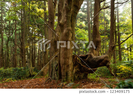 Ancient Trees in Fantasy Forest 123409175