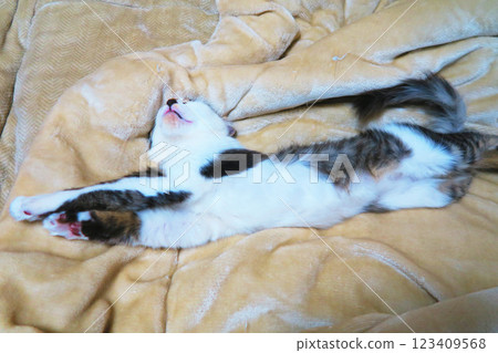 A cute and adorable striped calico kitten A cute and adorable striped calico kitten 123409568