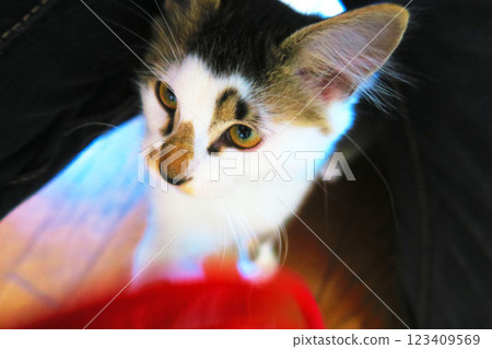 A cute and adorable striped calico kitten A cute and adorable striped calico kitten 123409569