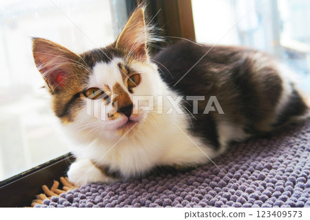 A cute and adorable striped calico kitten A cute and adorable striped calico kitten 123409573