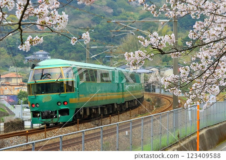 Yufuin no Mori train and rows of cherry blossom trees (Nippo Main Line) Yufuin no Mori train and rows of cherry blossom trees (Nippo Main Line) 123409588