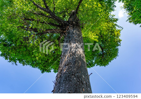 樹幹粗壯的櫸樹和蔚藍的天空 樹幹粗壯的櫸樹和蔚藍的天空 123409594