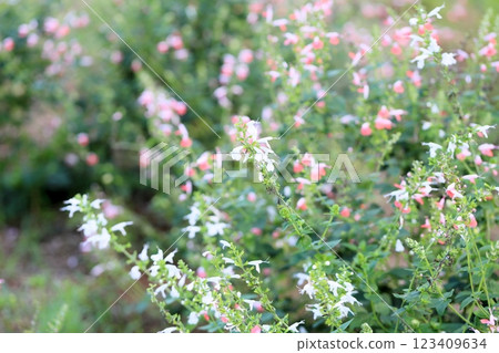 Cute Salvia conexia flowers 123409634