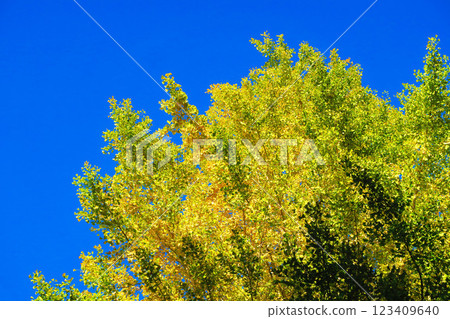 Beautiful scenery of yellow ginkgo leaves and blue sky 123409640