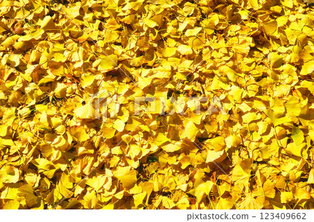 Beautiful scenery of yellow ginkgo leaves and blue sky Beautiful scenery of yellow ginkgo leaves and blue sky 123409662