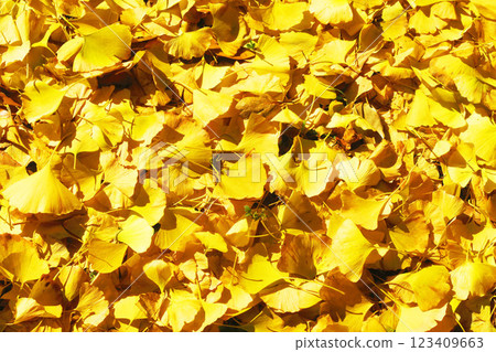 Beautiful scenery of yellow ginkgo leaves and blue sky Beautiful scenery of yellow ginkgo leaves and blue sky 123409663