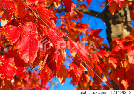 紅葉與藍天的美景 123409860