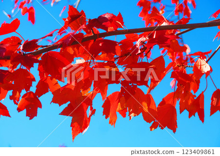 A beautiful scene of red autumn leaves and blue skies A beautiful scene of red autumn leaves and blue skies 123409861
